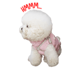 Bichon Tori sticker #13987604