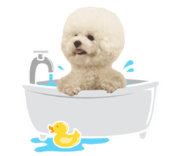 Bichon Tori sticker #13987605