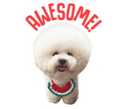 Bichon Tori sticker #13987606