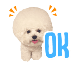 Bichon Tori sticker #13987609