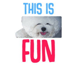 Bichon Tori sticker #13987614
