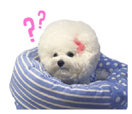 Bichon Tori sticker #13987615