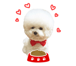 Bichon Tori sticker #13987617