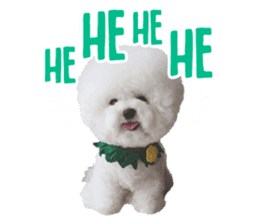 Bichon Tori sticker #13987618
