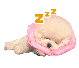 Bichon Tori sticker #13987620