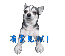 Little baby angel sticker #13987695