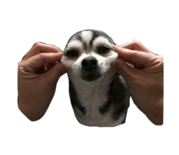 Little baby angel sticker #13987696