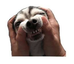 Little baby angel sticker #13987697