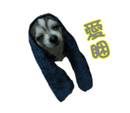 Little baby angel sticker #13987700