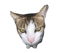 Little baby angel sticker #13987715