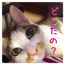 NECOLIN Cats - Kan & Rui 01 sticker #13987902