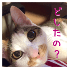 NECOLIN Cats - Kan & Rui 01 sticker #13987902