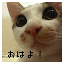 NECOLIN Cats - Kan & Rui 01 sticker #13987903