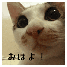 NECOLIN Cats - Kan & Rui 01 sticker #13987903