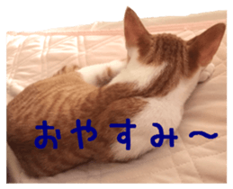 NECOLIN Cats - Kan & Rui 01 sticker #13987904