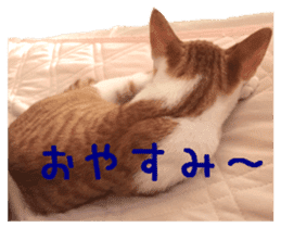 NECOLIN Cats - Kan & Rui 01 sticker #13987904