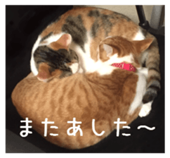 NECOLIN Cats - Kan & Rui 01 sticker #13987905