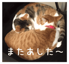 NECOLIN Cats - Kan & Rui 01 sticker #13987905