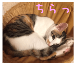 NECOLIN Cats - Kan & Rui 01 sticker #13987907