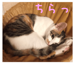 NECOLIN Cats - Kan & Rui 01 sticker #13987907