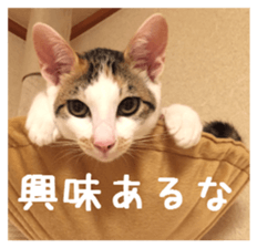 NECOLIN Cats - Kan & Rui 01 sticker #13987908