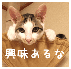 NECOLIN Cats - Kan & Rui 01 sticker #13987908