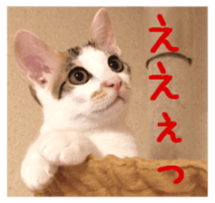 NECOLIN Cats - Kan & Rui 01 sticker #13987909