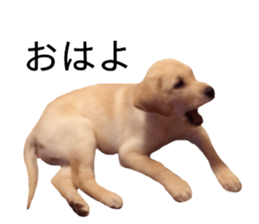 Labrador retriever.. sticker #13988158