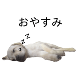 Labrador retriever.. sticker #13988159