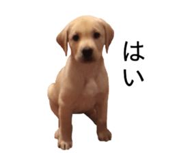 Labrador retriever.. sticker #13988160