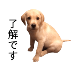 Labrador retriever.. sticker #13988161
