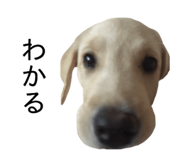 Labrador retriever.. sticker #13988162