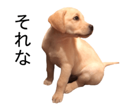 Labrador retriever.. sticker #13988163