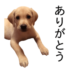 Labrador retriever.. sticker #13988164