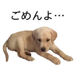 Labrador retriever.. sticker #13988165
