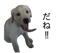 Labrador retriever.. sticker #13988166