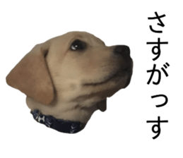 Labrador retriever.. sticker #13988167