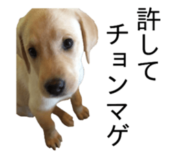 Labrador retriever.. sticker #13988168
