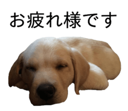 Labrador retriever.. sticker #13988169