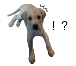 Labrador retriever.. sticker #13988170