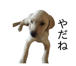 Labrador retriever.. sticker #13988171