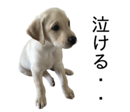 Labrador retriever.. sticker #13988172