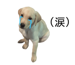 Labrador retriever.. sticker #13988173