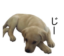 Labrador retriever.. sticker #13988174
