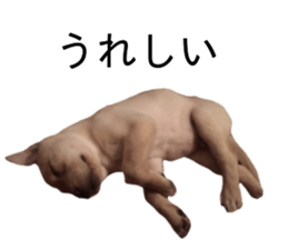 Labrador retriever.. sticker #13988175