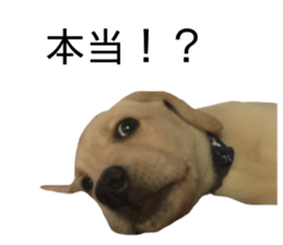 Labrador retriever.. sticker #13988176