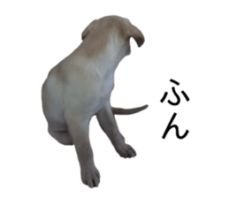 Labrador retriever.. sticker #13988177