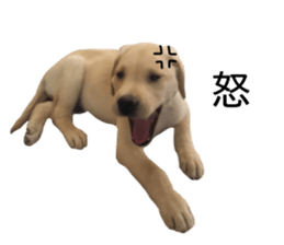 Labrador retriever.. sticker #13988178
