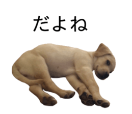 Labrador retriever.. sticker #13988179