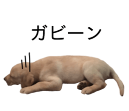 Labrador retriever.. sticker #13988180